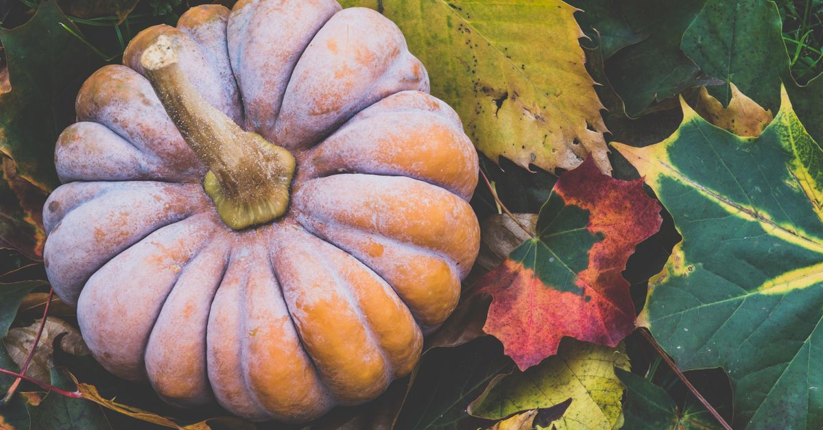 A rustic pumpkin resting on vibrant autumn leaves, capturing the essence of fall season.